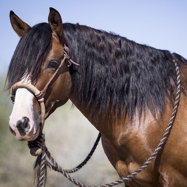 PSR Counterfeit Chrome