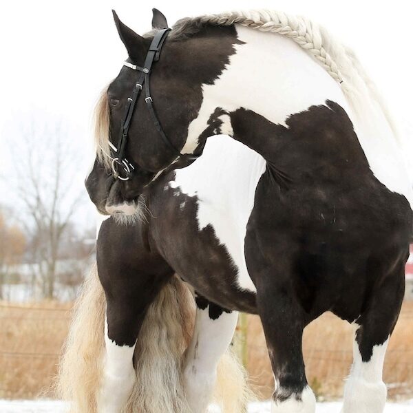 Black Orchid Overwatch