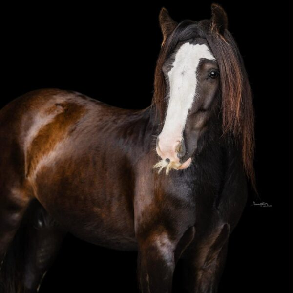 Challenger Vant Heideveld