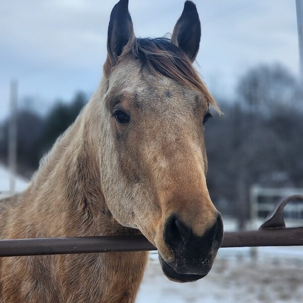 Full Throttle Rocket