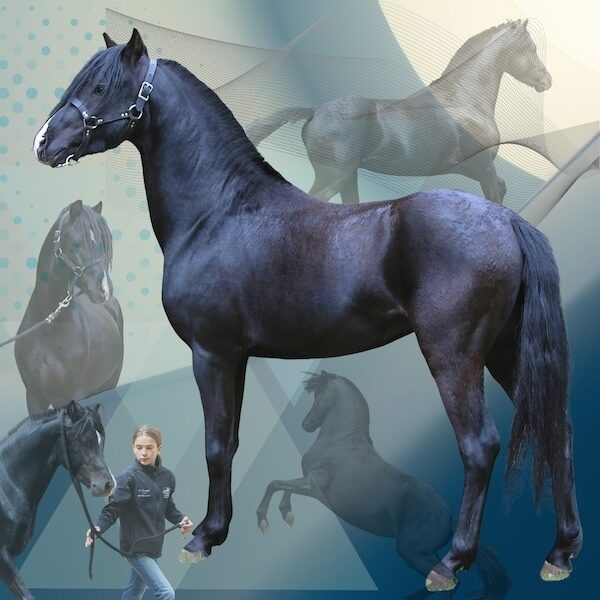 PLEASANT HILL BEST DRESSED