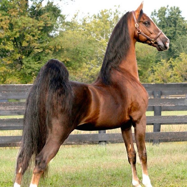 Breed & Discipline | Midwest Horse Fair