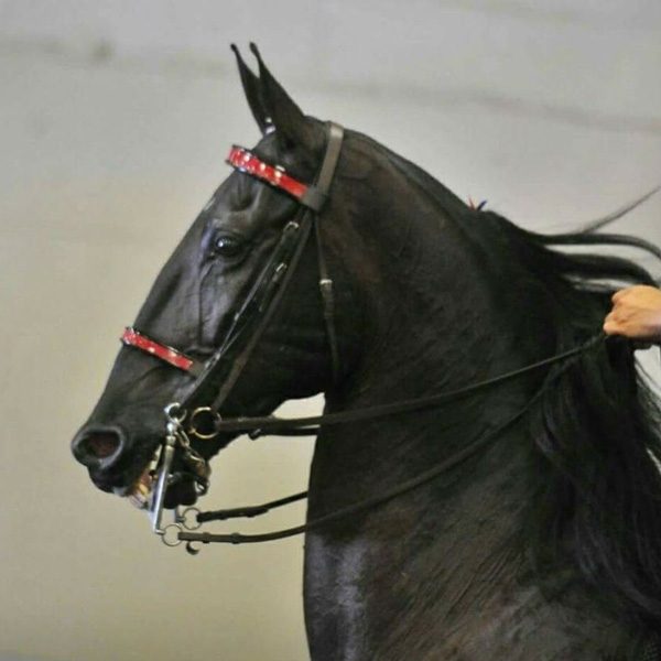 American Saddlebred