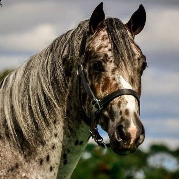Appaloosa