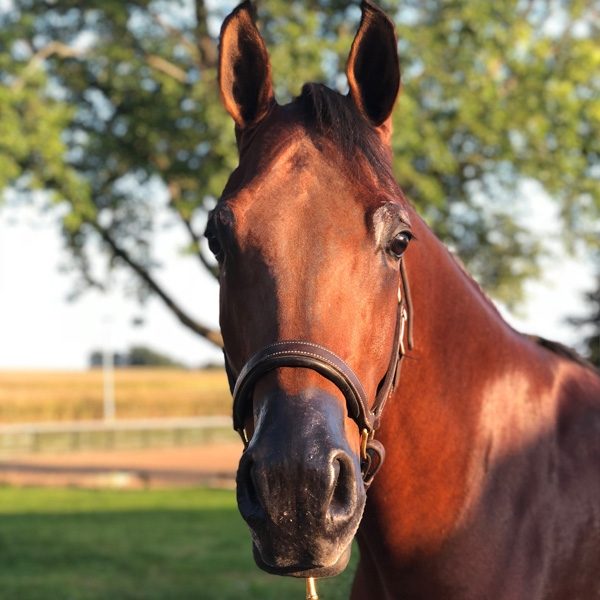 Arabian