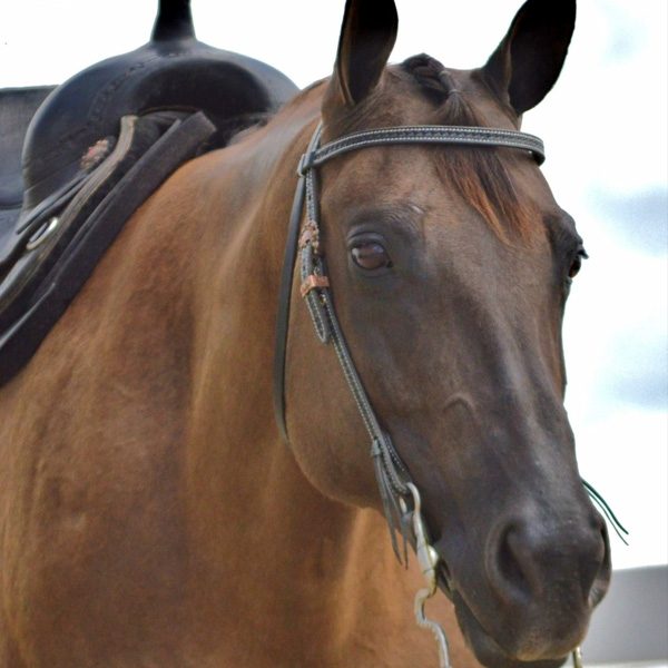 Buckskin