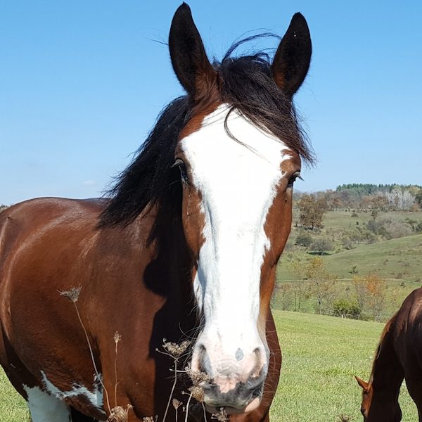 Clydesdale
