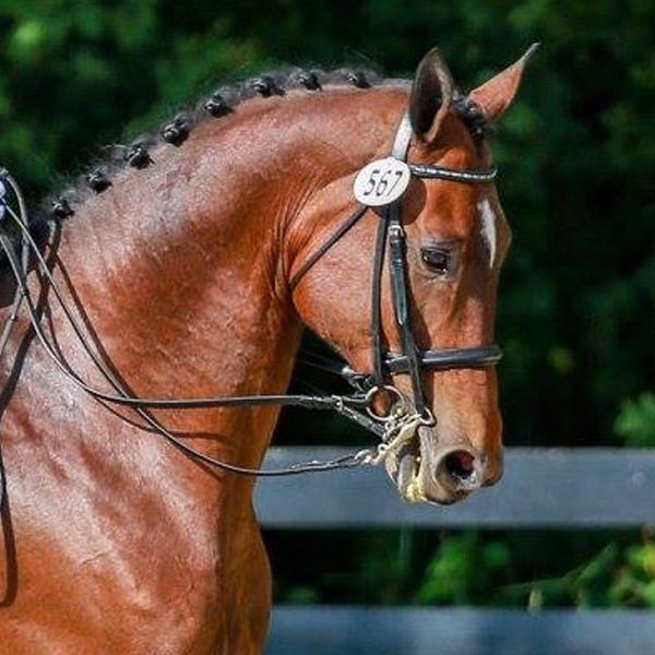 Danish Warmblood