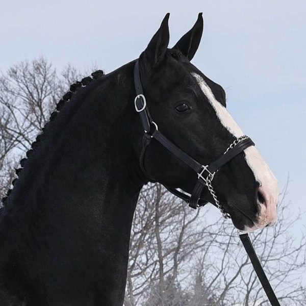 Dutch Harness Horse