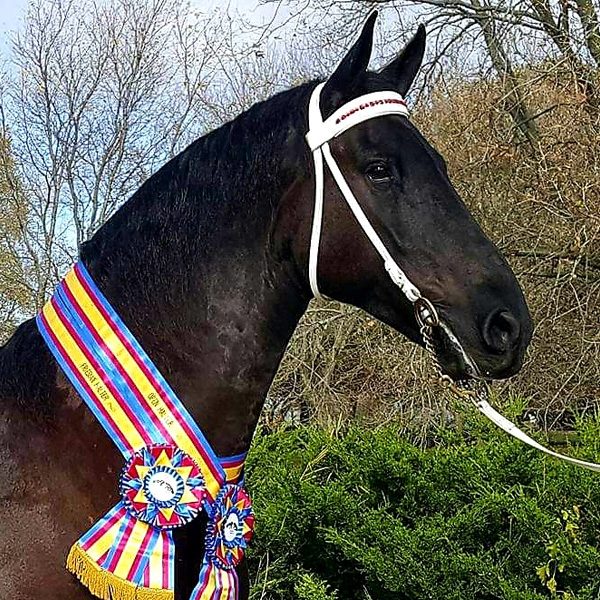 Friesian