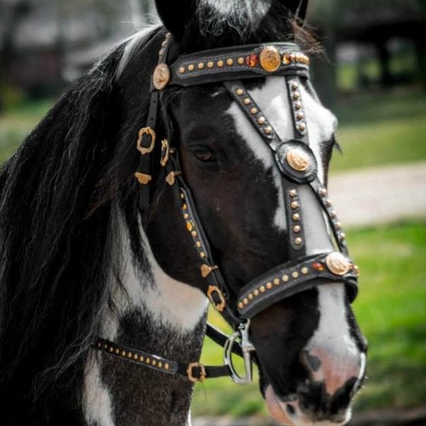 Friesian Sporthorse
