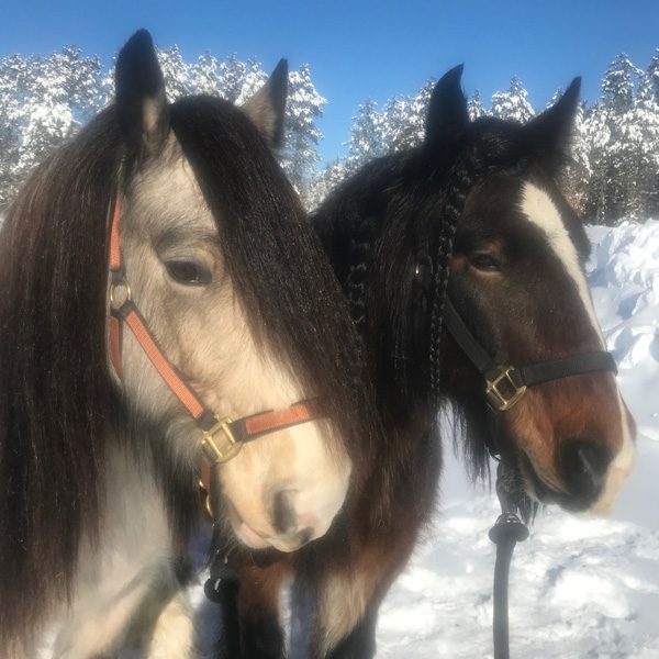 Gypsy Vanner