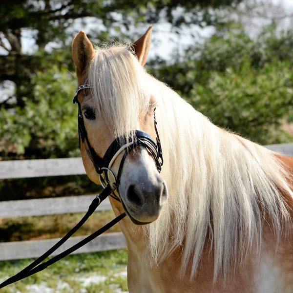 Haflinger