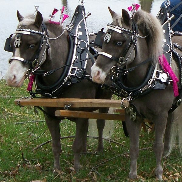 Miniature Horse