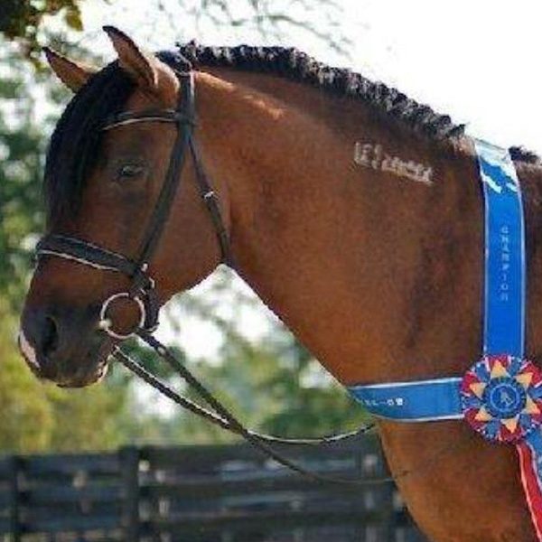 Mustang