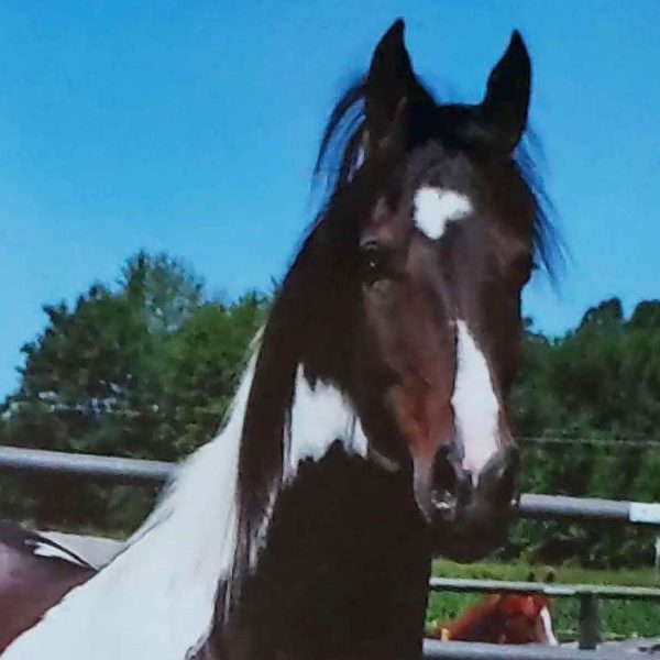National Show Horse