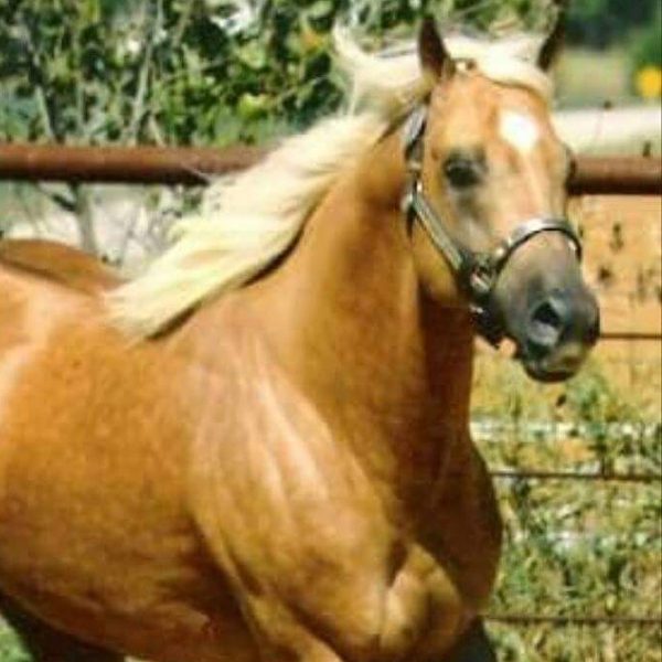 Palomino