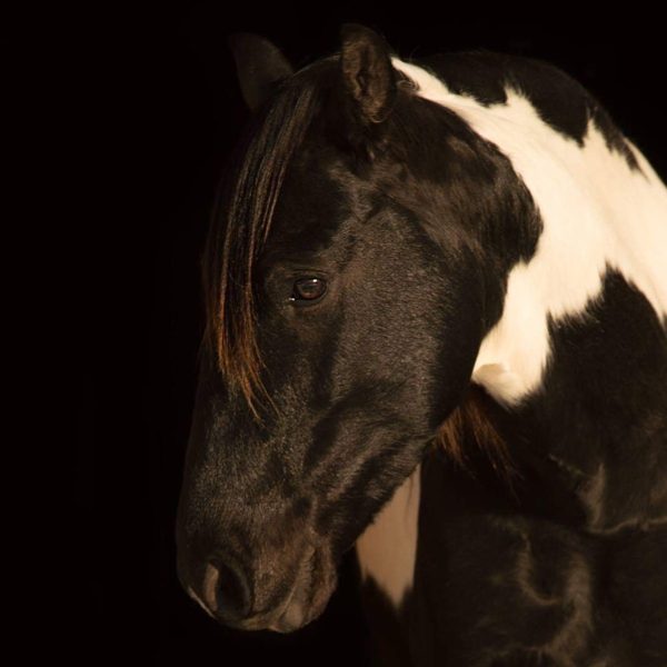 Paso Fino