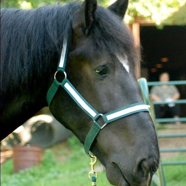 Percheron