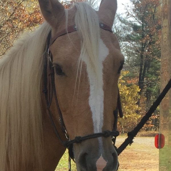 Peruvian Horse
