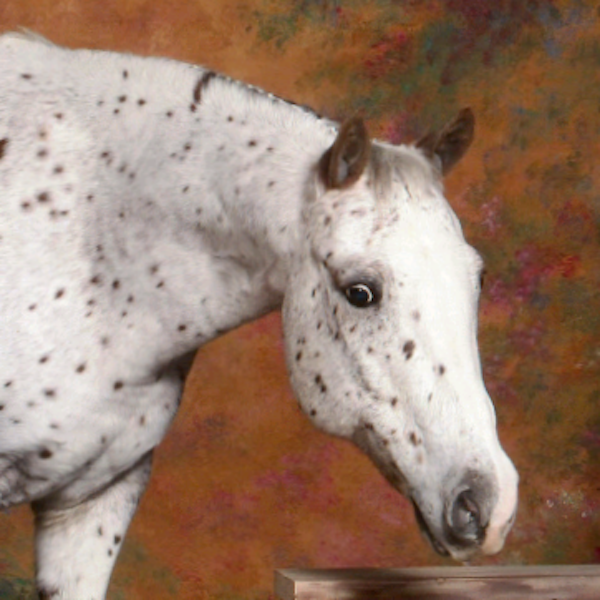 Pony of the Americas