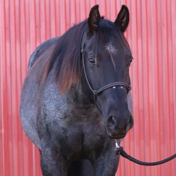 Quarter Horse