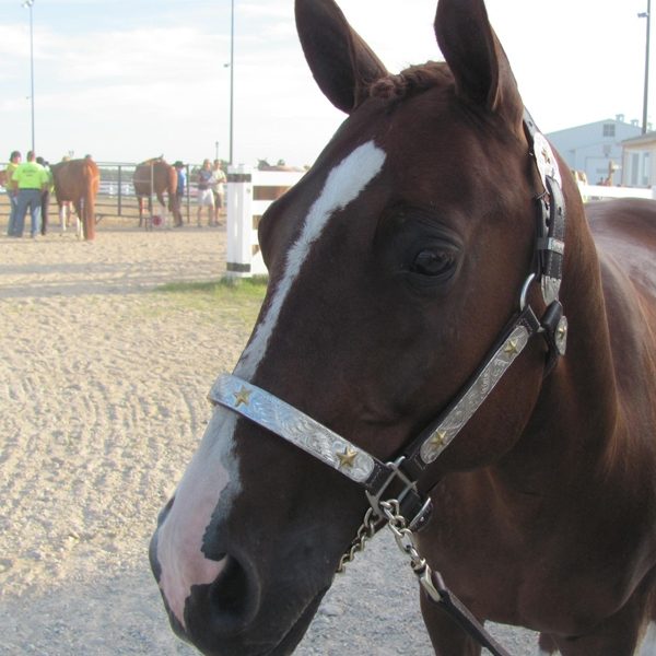 Quarter Pony