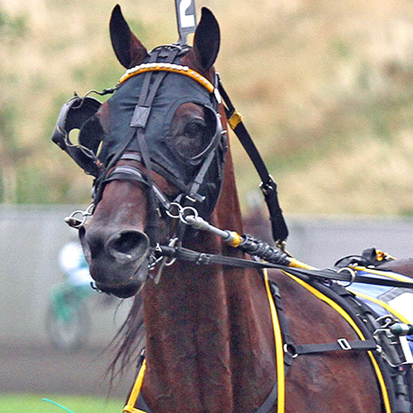 Standardbred