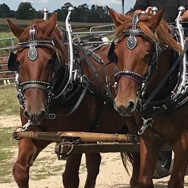 Suffolk Punch