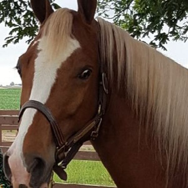 Tennessee Walking Horse