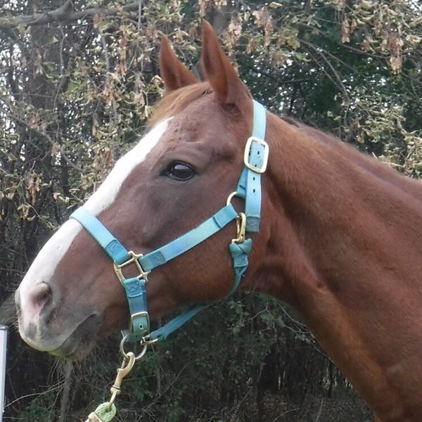Thoroughbred