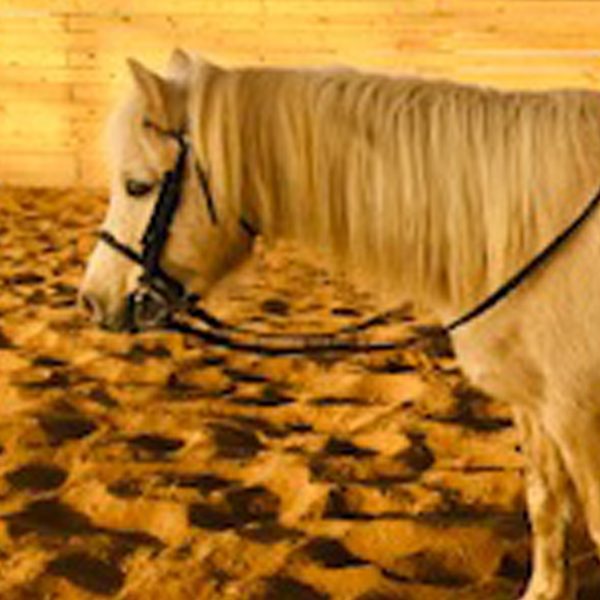 Welsh Pony