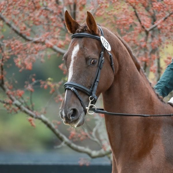 American Saddlebred