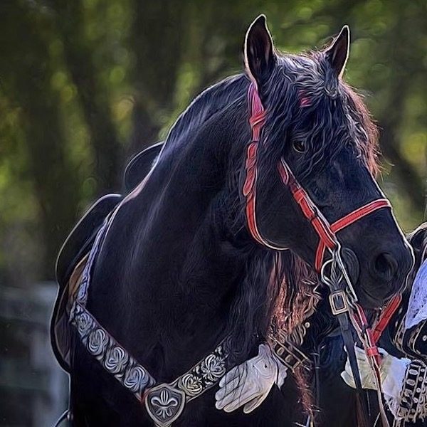 Andalusian