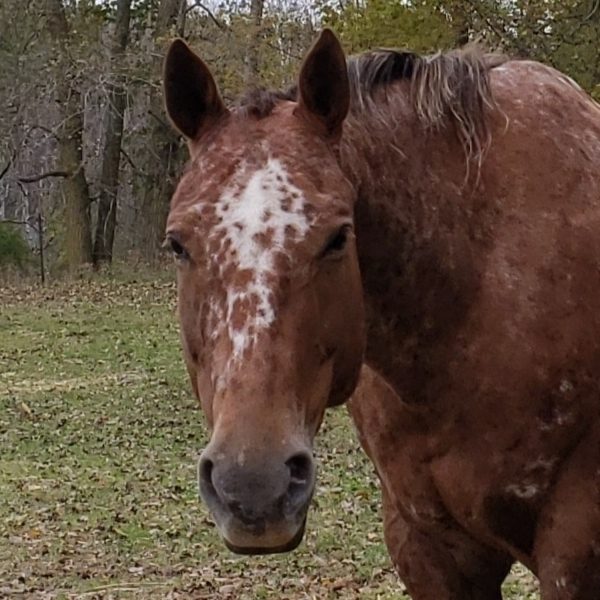 Appaloosa