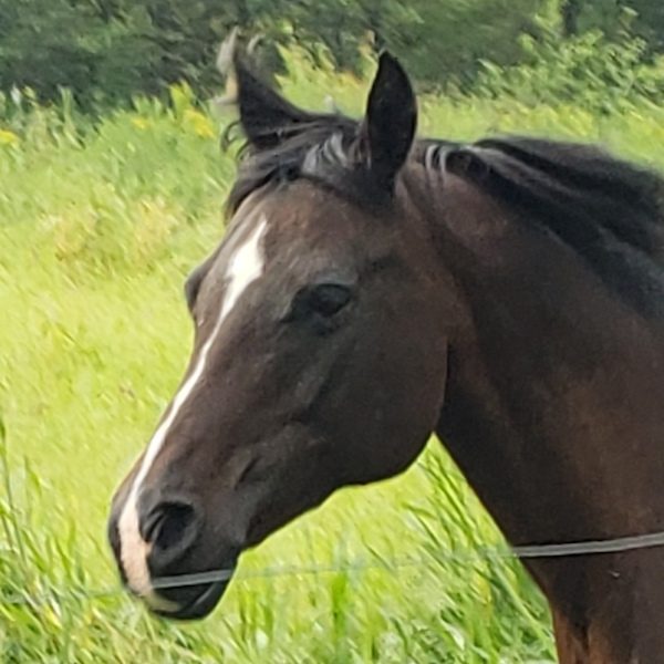 Arabian