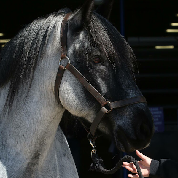 Brabant