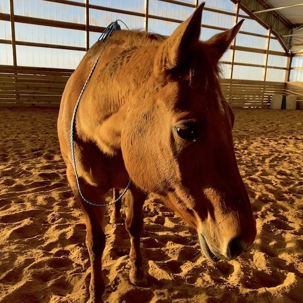 Buckskin