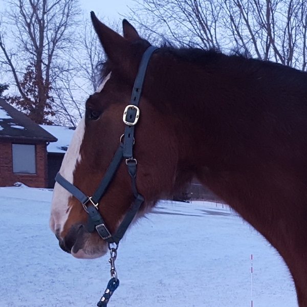 Clydesdale