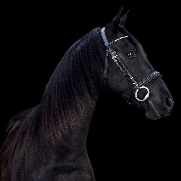 Friesian