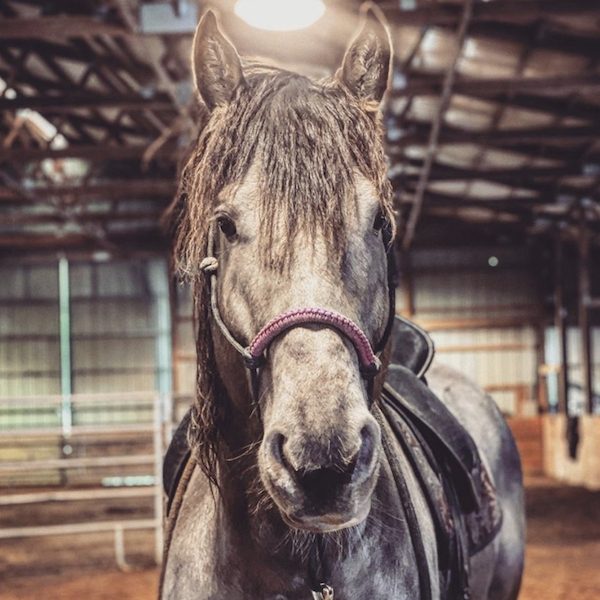 Friesian Heritage