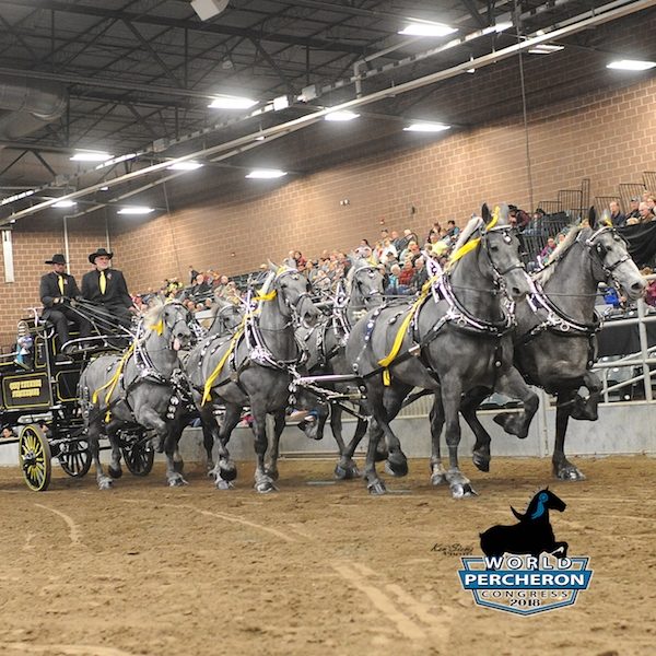 Grey Thunder Percherons