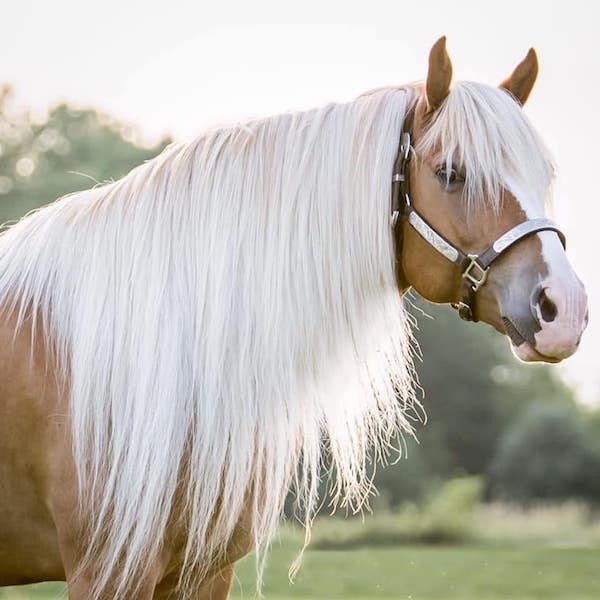 Haflinger