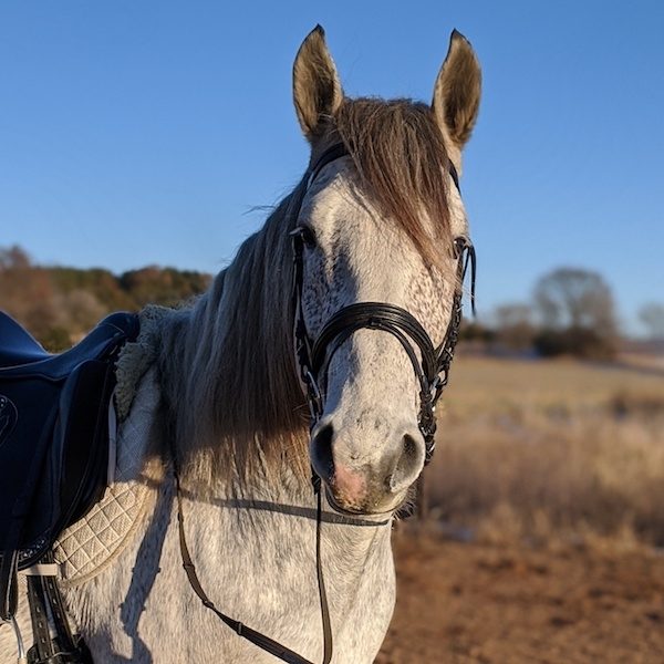 Irish Draught Sport Horse