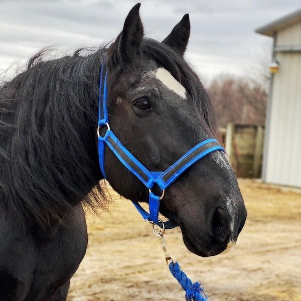 Lincoln, WHC "Equine of the Year"