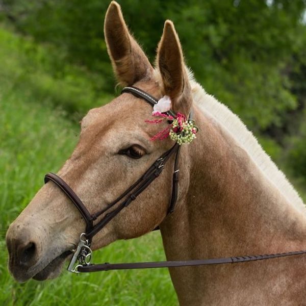 Mule