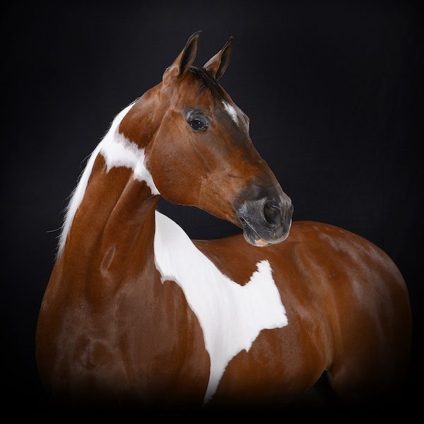 National Show Horse