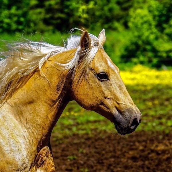 Palomino