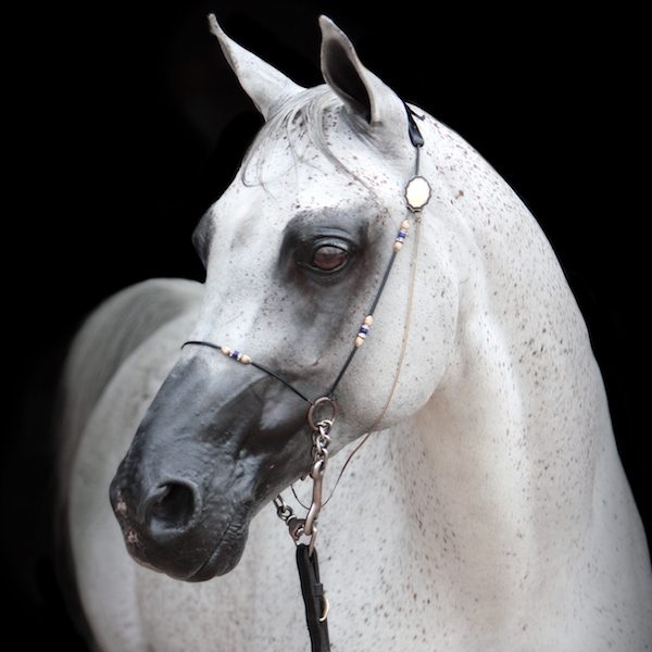 Polish Arabian
