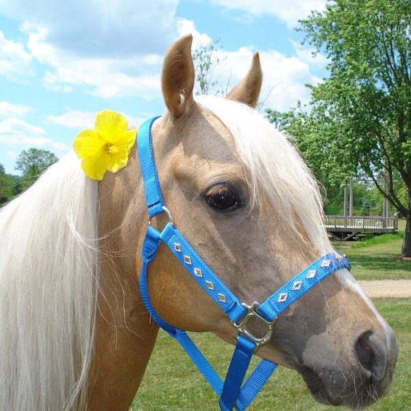 Quarter Pony